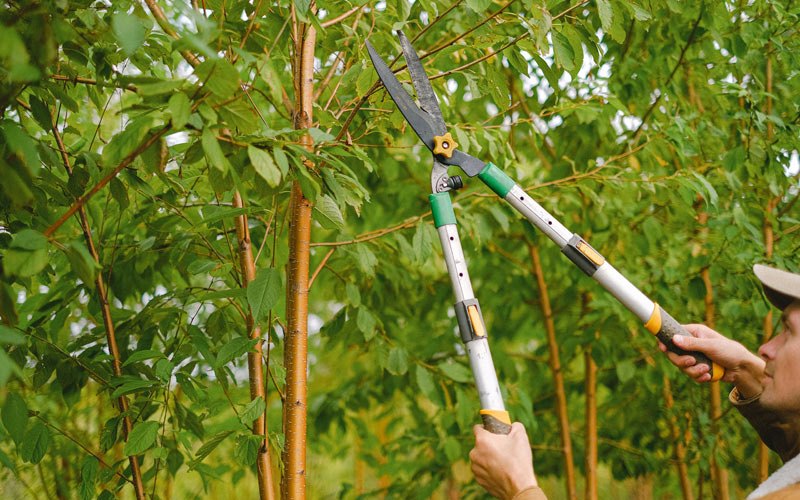 Tree trimming in Bokchito, OK
