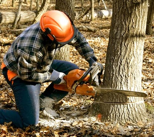 Tree Removal in Bokchito, OK